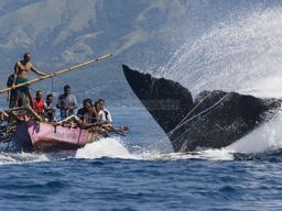 Mengenal Tradisi Masyarakat Lamalera, Berburu Paus