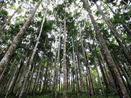 Inilah 4 Hutan Tertua di Dunia, Nomor Dua di Kalimantan
