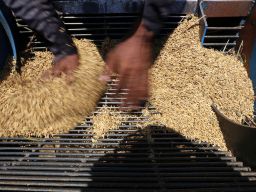 Beras Mahal, Inilah Karbohidrat Pengganti Beras