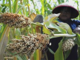 Sorgum, Penyelamat Krisis Pangan Masa Depan