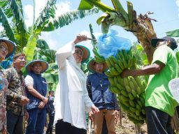 Khofifah Panen Pisang Bersama Petani Millenial Lumajang