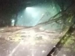 Di Magetan, Dua Pohon Tumbang