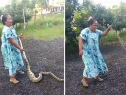 Viral di Media Sosial, Emak-Emak Madura Vs Ular Raksasa