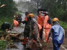 Digempur Hujan Angin, Pohon Besar Tumbang di Magetan