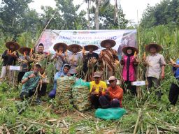 Petani Jember Panen Jagung Kering 35 Ton