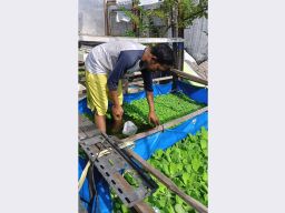 Budi Daya Ikan Hias Rumahan, Novi Raup Cuan Jutaan, UMR Lewat!