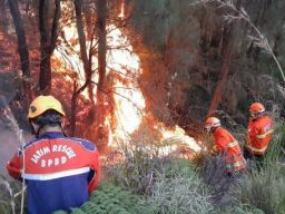 Kawasan Gunung Bromo Terbakar, TRC BPBD Jatim Berjibaku Padamkan Api