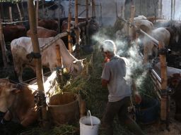 Catat! Ini Aturan dan Prosedur Buka Lapak Hewan Kurban di Surabaya