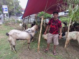 Tangkap Peluang, Di Madiun Wartawan Media Online Jualan Kambing 