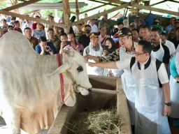 Tinjau Hewan Kurban di Lamongan, Pj. Gubernur Adhy: Jatim Siap Sambut Hari Raya Idul Adha