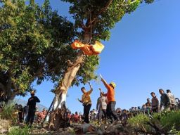 Pria Tewas Tersengat Listrik di Atas Pohon