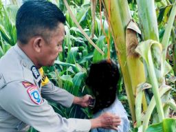 Kakek 70 Tahun Akhiri Hidup Gantung Diri di Pohon Pisang