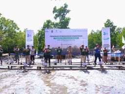 Pelindo Terminal Petikemas Rehabilitasi 25 Hektar Kawasan Mangrove di Sulawesi Tenggara