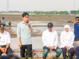 Dampingi Wapres Tanam Padi, Tinjau Pabrik Beras di Ngawi, Khofifah: Jatim Kontributor Padi Tertinggi