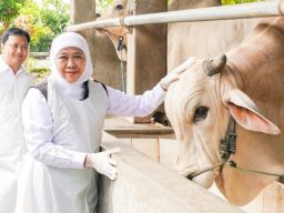 Gubernur Khofifah: Jatim Siap Suplai Hewan Kurban untuk Provinsi Lain
