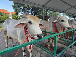 Presiden Prabowo, Gubernur Khofifah, Wagub Emil, Sekdaprov Datangkan Sapi Kurban dari Solokuro Lamongan