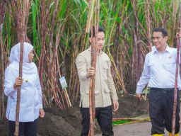 Gubernur Khofifah Dampingi Wapres Gibran Tanam dan Panen Tebu di Banyuwangi