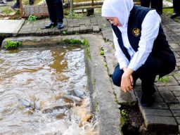 Gubernur Khofifah Memuji Budidaya Ikan Mas Punten Diskanla Prov. Jatim, di Kota Batu