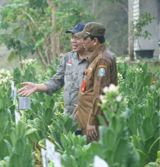 Disbun Jatim Tegaskan Inovasi Budidaya Kunci Hasilkan Tembakau Premium