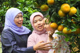 Gubernur Khofifah Petik Jeruk di Pasuruan, Ajak Warga Konsumsi Buah Lokal 