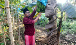 Kisah Abunali, Ubah Lahan Kosong Jadi Sumber Penghidupan
