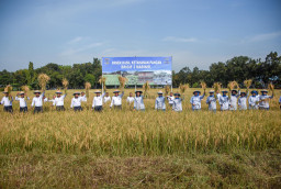 Panen Raya Padi Brigif 2 Marinir, Wujud Nyata Dukung Ketahanan Pangan Nasional