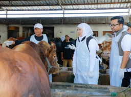 Gubernur: Stok Sapi Kurban Cukup, Memenuhi Syarat, Sehat dan Bebas PMK