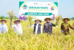 Gubernur Khofifah Pimpin Gerakan Panen dan Percepatan Tanam di Madiun