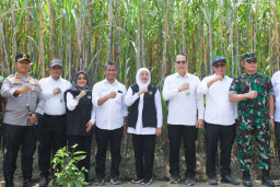 Gubernur Khofifah Tanam Perdana Program Bongkar Ratoon Tebu Serentak