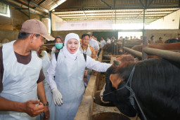 Gubernur Khofifah Pastikan Hewan Kurban Sehat dan Aman dibawah Pengawasan Dokter Hewan