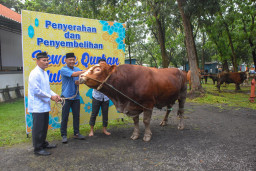 Rajut Kebersamaan, Brigif 2 Marinir Gelar Shalat Idul Adha 1447 H dan Salurkan Puluhan Hewan Kurban