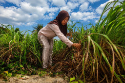 Sereh Wangi Pulihkan Lahan Rusak di Sigi, Produk Desa Pulu Kini Tembus Amerika Serikat