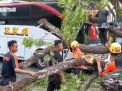 Pohon Tumbang Menimpa Bus Sedang Melintas di Magetan