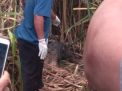 Lumajang Heboh, Mayat Membusuk Ditemukan di Tengah Kebun Tebu