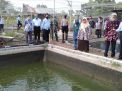 Budidaya Ikan Berbasis Kawasan Di Bantul Bangkit Kembali 