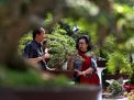 Indahnya Bonsai Koleksi Jeanne Wenas
