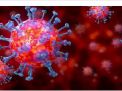 Ini Penjelasan Ilmiah tentang Corona Virus dari Ahli Virus