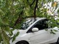 Cuaca Ekstrim di Magetan, Mobil Parkir Tertimpa Pohon Tumbang