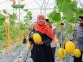 Gubernur Khofifah Panen Tiga Varietas Golden Melon