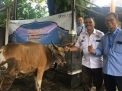Pelindo Salurkan Ratusan Hewan Qurban
