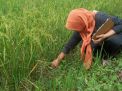 Di Madiun, 5 Hektar Sawah Terserang Rice Grassy Stunt Virus