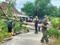 Terdera Hujan Angin, Pohon Lapuk di Magetan dan Ponorogo Tumbang
