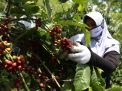 PTPN XII Targetkan Produksi Kopi 3.601 Ton Tahun Ini