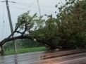 Hujan Angin Tumbangkan Pohon Peneduh di Ring Road Ngawi