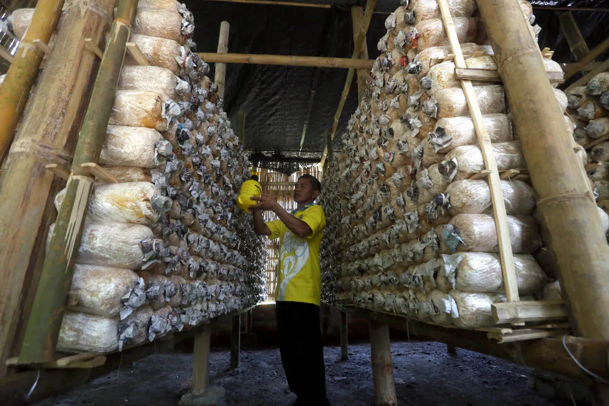 Melihat Potensi Budidaya Jamur Tiram di Ngawi