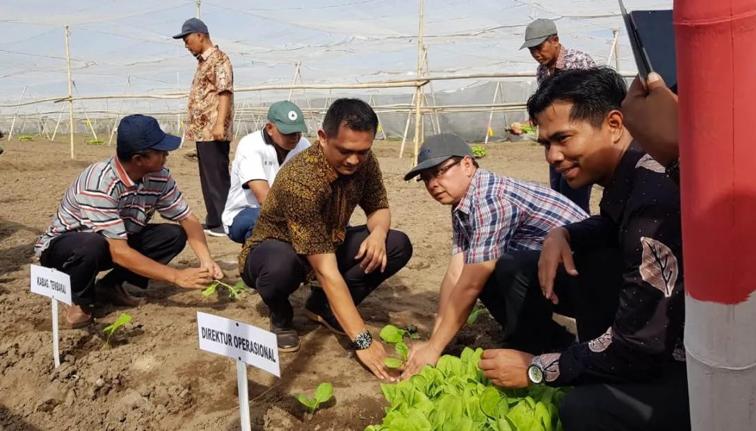 2019, PTPN X Tanam Tembakau Seluas 510 Hektar