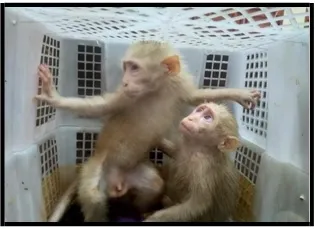 Penyelundup Anak Orang Utan Dumai Tertangkap, Kapok ! 