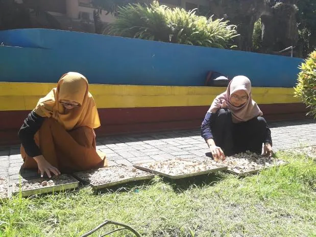 "ULAWAK" Ubi Jalar dan Temulawak untuk Growth Promotor Ayam Broiler