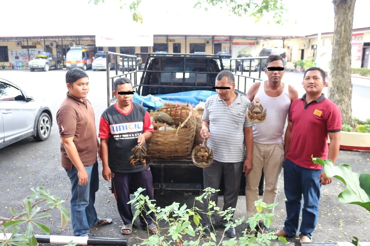 KLHK Amankan Penyelundup Belangkas di Serdang Bedagai