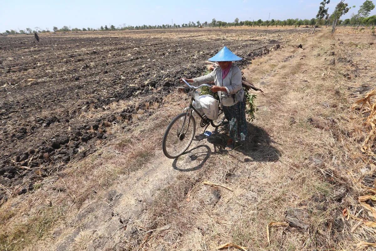 PTPN X Buka Lahan Agroforestry Tebu di Bojonegoro